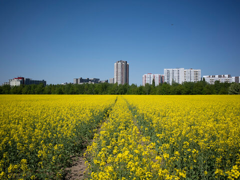 Blick auf die Skyline von Berlin Rudow &uuml;ber ein bl&uuml;hendes gelbes Rapsfeld an einem sonnigen Tag im Fr&uuml;hling 