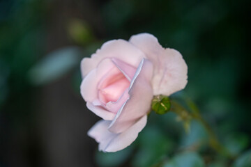 Single rose in garden