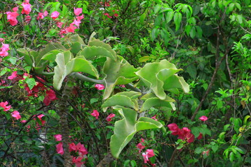 Hoja profunda