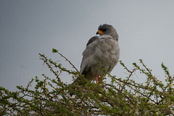 Goshawk eastern pale chanting goshawk or Somali chanting goshawk Melierax poliopterus Dark chanting goshawk Melierax metabates 