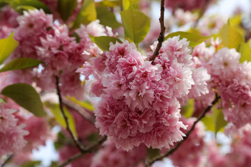 Cherry twig with pink blossoms