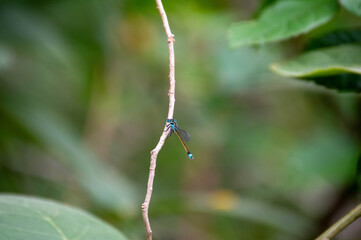 blue dragonfly on a branch