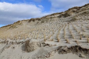 Marram grass planted for dike protection at the North Sea