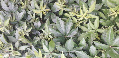 close up of a cactus