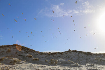 Seagulls in dunes in Amrum