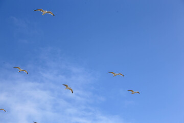 Seagulls flying in blue sky