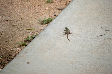 Lizard on the ground