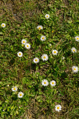 gr&uuml;ne Wiese mit Gras und G&auml;nsebl&uuml;mchen als Hintergrund oder Untergrund