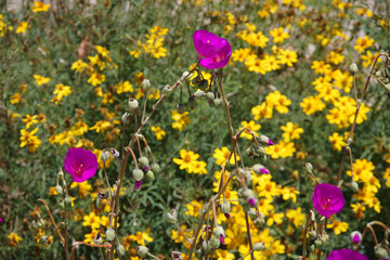 Close-up selective focus on foreground view of some bright pink purple blossoms over a bed of yellow flowers