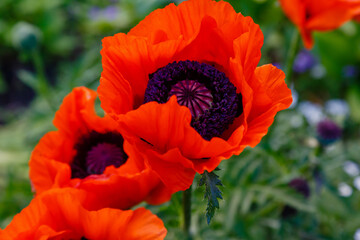 Papaver orientale flowers. Papaver orientale is magnificent perennial plant in the garden