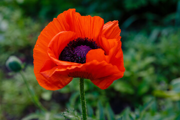 Oriental poppy flower. Papaver orientale is magnificent perennial plant in the garden