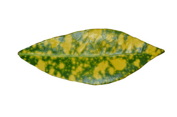 Green and yellow Croton Leaves or Oksn ,isolated on white background Thailand Ancient people believed that any home grown Oksn at home to make a halo.