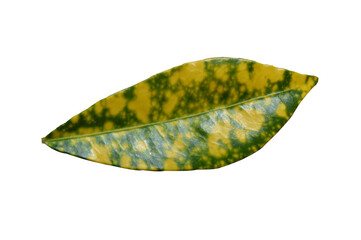 Green and yellow Croton Leaves or Oksn ,isolated on white background Thailand Ancient people believed that any home grown Oksn at home to make a halo.