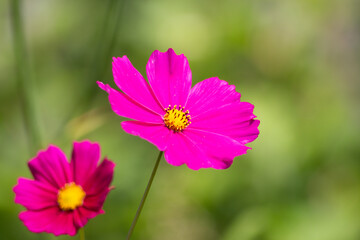 Obraz premium przyroda