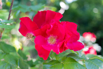 NAHAUFNAME von roter blumen hintergrund