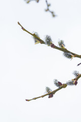 In the spring the willow tree bloomed in the garden and the snow fell