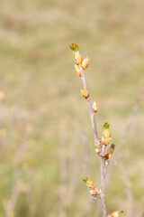 The buds on the blackcurrant Bush blooming in the spring