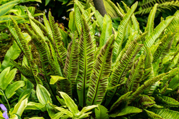 green fern leaves