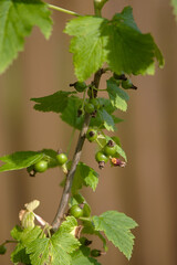 green currant berries on a branch