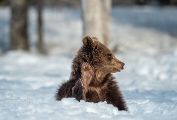  Bear cub in winter forest. Bear cub sit on the snow and raised his paw. Natural habitat. Brown bear, Scientific name: Ursus Arctos Arctos.