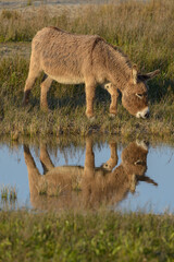 Donkey, Southern France, Camargue