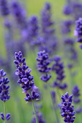 Lavande