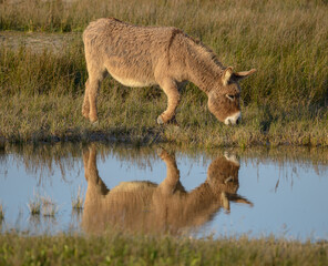 Donkey, Southern France, Camargue