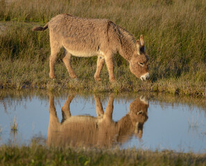 Donkey, Southern France, Camargue