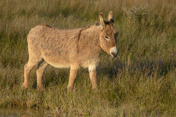Donkey, Southern France, Camargue