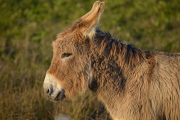 Donkey, Southern France, Camargue