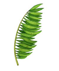 Watercolor green tropical palm tree leaf (branch) isolated on white background. Hand drawn summer nature illustration, element for design poster, card, invitation
