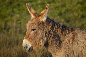 Donkey, Southern France, Camargue