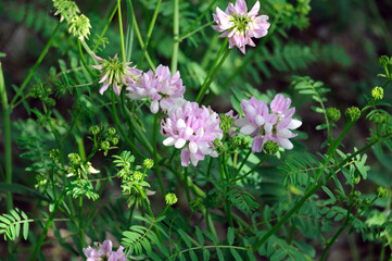 Fototapeta premium Purple Crown Vetch flower . Its scientific name is Securigera Varia, native to Africa, Asia and Europe.