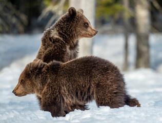 Obraz premium Brown bear cub standing on hind legs. Bear cubs on the snow in winter forest. Scientific name: Ursus arctos, Wild Nature. Natural habitat