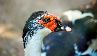 A muscovy duck, a species of Geese also known as barbary duck