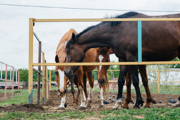 Feeding beautiful and healthy horses on the ranch. Animal husbandry and horse breeding