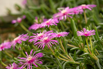 Pink Cooper's Ice Plant with Long Thin Petals.