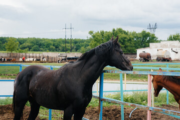 Walking a beautiful and healthy horse on the ranch. Animal husbandry and horse breeding