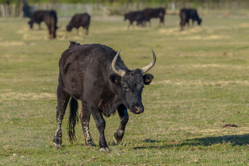 Black Bull, Southern France, Camargue
