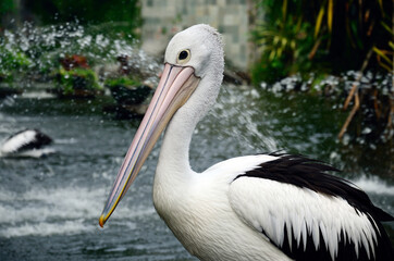 great white pelican in a zoo