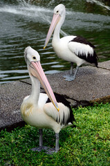 great white pelican in a zoo