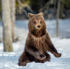 Fototapeta premium Brown bear cub standing on hind legs on the snow in winter forest. Ursus arctos, Wild Nature, Natural habitat.