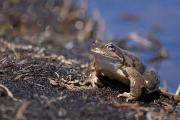 Water frog Pelophylax and Bufo Bufo in mountain lake with beautiful reflection of eyes Spring Mating