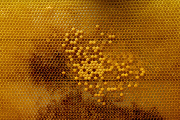 Honey Bee on honeycomb. Close-up of bees on honeycomb in apiary in the summer- selective focus, copy space