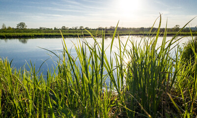 Fototapeta na wymiar Wild Green Grass plants near a pond on sunset.