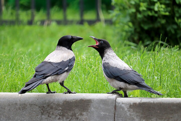 Fototapeta premium Two hooded crows are fighting on the summer lawn. Life of city birds, allegory of a family quarrel