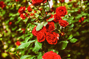 Red roses flowers in a manor flower garden