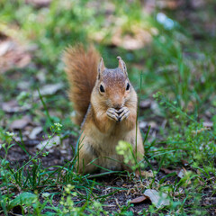 Beautiful squirrel in nature.