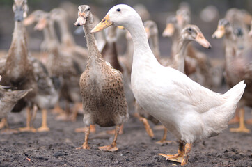 white duck in the animal husbandry