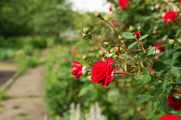 Red roses flowers in a manor flower garden